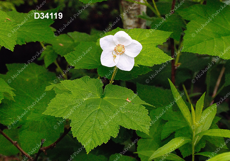 Thimbleberry (Rubus parviflorus)